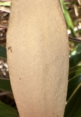 Celmisia spectabilis spectabilis