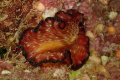 Pseudobiceros fulgor