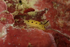 Halgerda brunneomaculata