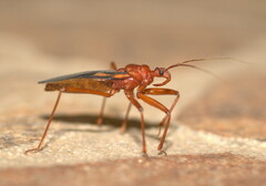 Reduviinae