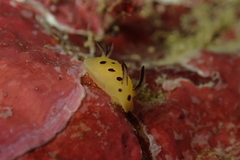 Halgerda brunneomaculata