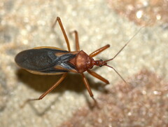 Reduviinae