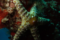 Neoferdina cumingi