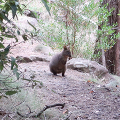 Thylogale billardierii