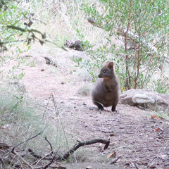 Thylogale billardierii