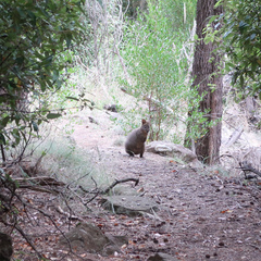 Thylogale billardierii