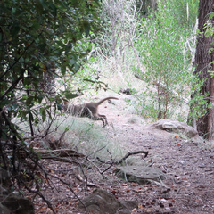 Thylogale billardierii