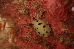Halgerda brunneomaculata