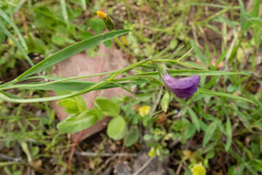 Lathyrus angulatus