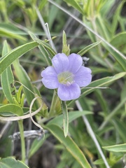 Barleria lancifolia