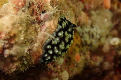 Pseudoceros imitatus