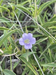 Barleria lancifolia