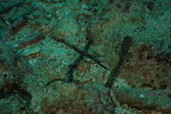 Solenostomus cyanopterus