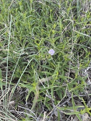 Barleria lancifolia
