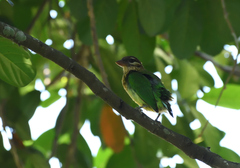 Psilopogon viridis