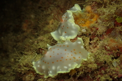 Glossodoris aureola