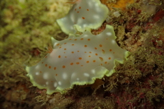 Glossodoris aureola