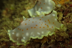 Glossodoris aureola