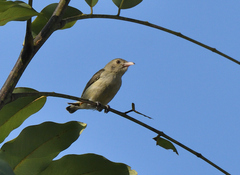 Dicaeum erythrorhynchos