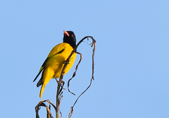 Oriolus xanthornus