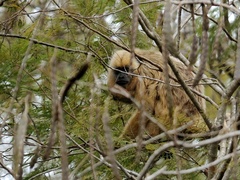 Alouatta caraya