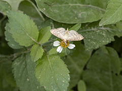 Herpetogramma dorsipunctalis