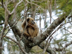 Alouatta caraya