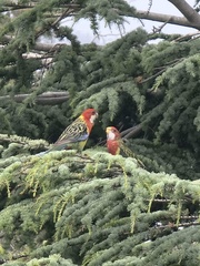 Platycercus eximius diemenensis