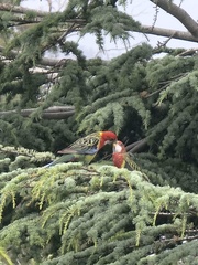 Platycercus eximius diemenensis