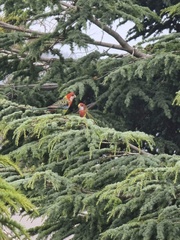 Platycercus eximius diemenensis