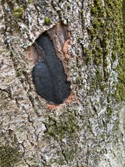 Biscogniauxia atropunctata