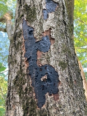 Biscogniauxia atropunctata