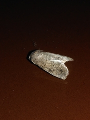 Pandesma