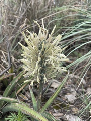 Sansevieria aethiopica