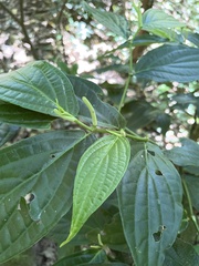 Piper aduncum
