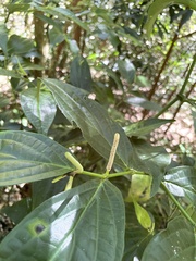 Piper aduncum