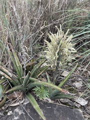 Sansevieria aethiopica