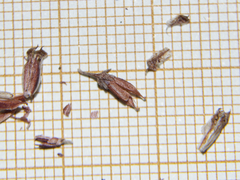 Umbilicus rupestris