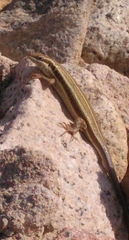 Trachylepis quinquetaeniata