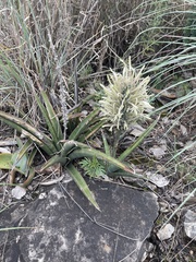 Sansevieria aethiopica