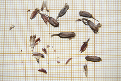 Umbilicus rupestris