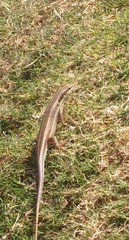 Trachylepis quinquetaeniata