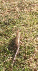 Trachylepis quinquetaeniata
