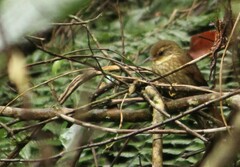 Syndactyla rufosuperciliata