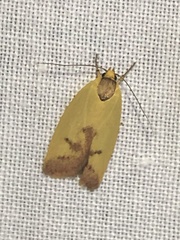 Ageletha