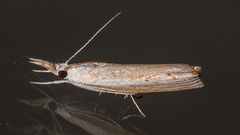 Culladia cuneiferellus