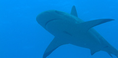 Carcharhinus perezii