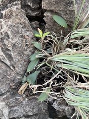 Ledebouria papillata