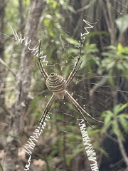 Argiope magnifica