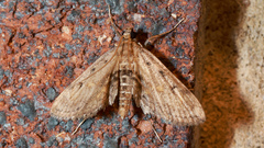Parapoynx crisonalis